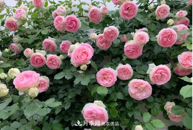 漂亮的藤本月季，庭院必養(yǎng)花卉，打造花園小院(圖2)