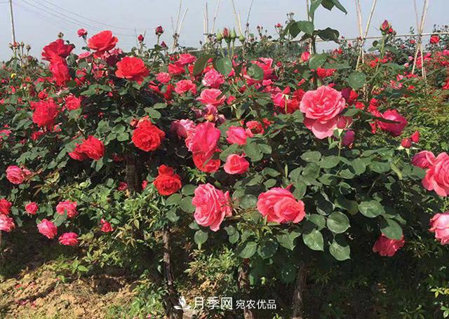 室內(nèi)種植月季花，做好這四點(diǎn)，植株旺開花多(圖2)