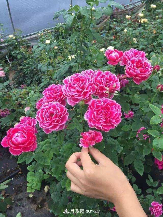 月季、薔薇、玫瑰有區(qū)別，懂得1點，全都能養(yǎng)好，開花一茬茬(圖2)
