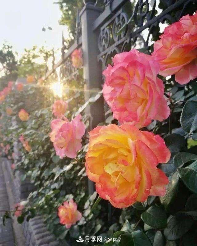 月季、薔薇、玫瑰有區(qū)別，懂得1點，全都能養(yǎng)好，開花一茬茬(圖5)