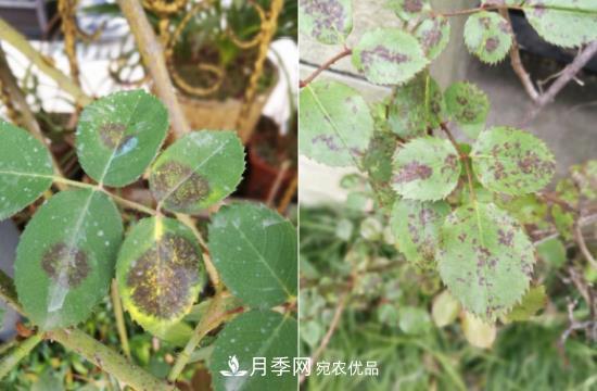 月季病害及雜草如何防除？(圖5)