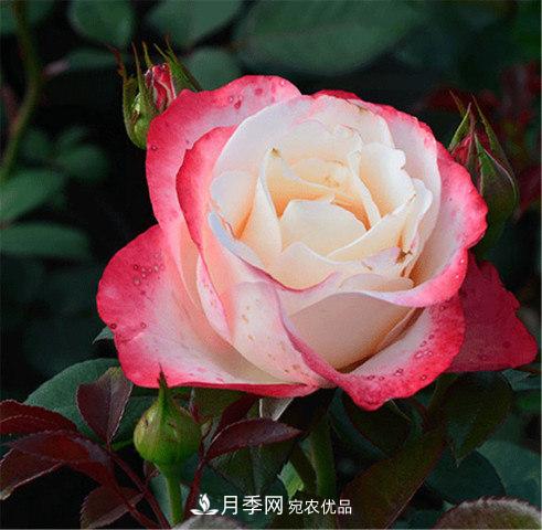 月季發(fā)燒友必知的國(guó)際10大名貴月季花，誰(shuí)能養(yǎng)過(guò)超過(guò)5種(圖1)