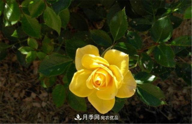 月季發(fā)燒友必知的國(guó)際10大名貴月季花，誰(shuí)能養(yǎng)過(guò)超過(guò)5種(圖3)
