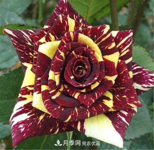 月季發(fā)燒友必知的國(guó)際10大名貴月季花，誰(shuí)能養(yǎng)過(guò)超過(guò)5種(圖2)