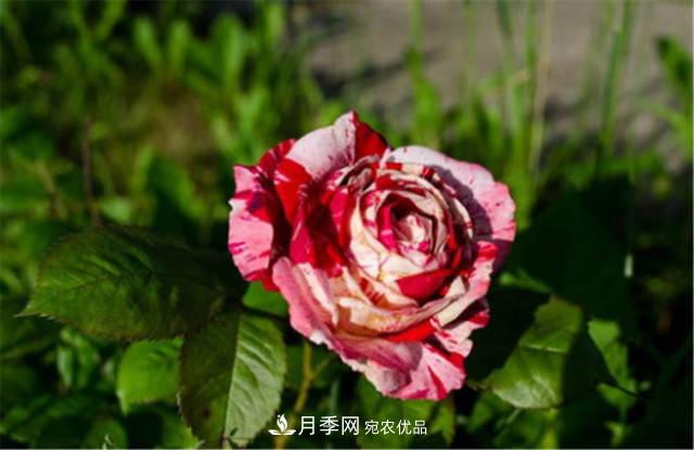 月季發(fā)燒友必知的國(guó)際10大名貴月季花，誰(shuí)能養(yǎng)過(guò)超過(guò)5種(圖5)