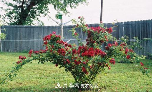 月季發(fā)燒友必知的國(guó)際10大名貴月季花，誰(shuí)能養(yǎng)過(guò)超過(guò)5種(圖6)