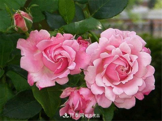 月季發(fā)燒友必知的國(guó)際10大名貴月季花，誰(shuí)能養(yǎng)過(guò)超過(guò)5種(圖8)