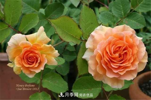 月季發(fā)燒友必知的國(guó)際10大名貴月季花，誰(shuí)能養(yǎng)過(guò)超過(guò)5種(圖9)