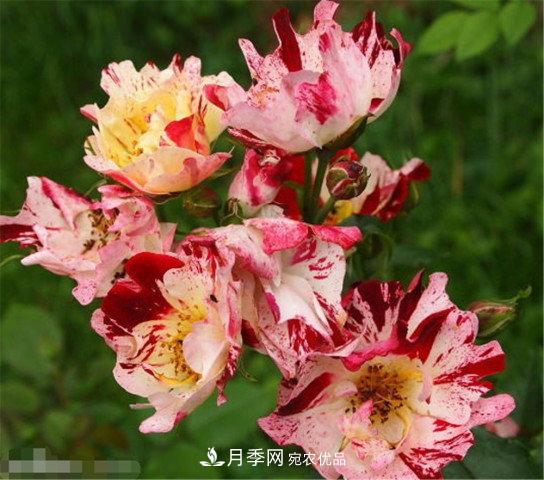月季發(fā)燒友必知的國(guó)際10大名貴月季花，誰(shuí)能養(yǎng)過(guò)超過(guò)5種(圖10)