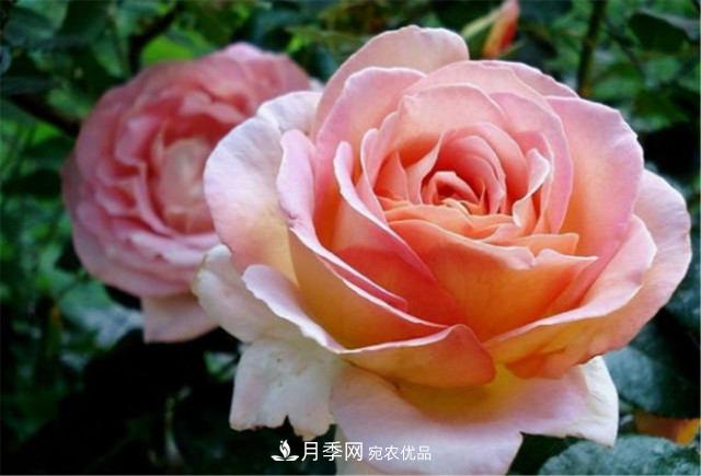 月季發(fā)燒友必知的國(guó)際10大名貴月季花，誰(shuí)能養(yǎng)過(guò)超過(guò)5種(圖11)