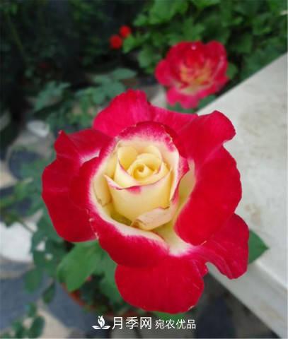 月季發(fā)燒友必知的國(guó)際10大名貴月季花，誰(shuí)能養(yǎng)過(guò)超過(guò)5種(圖12)