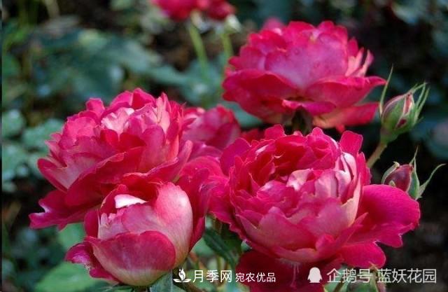 月季冬剪別著急，剪早了比不剪還要糟糕！(圖1)