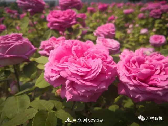 月季花好養(yǎng)活，但要花大花艷您得懂這些知識(圖3)