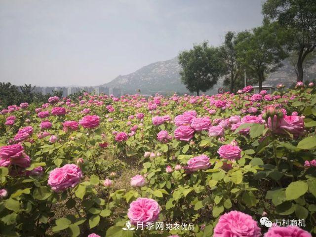 月季花好養(yǎng)活，但要花大花艷您得懂這些知識(圖2)
