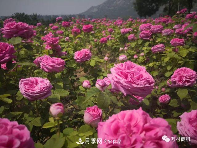 月季花好養(yǎng)活，但要花大花艷您得懂這些知識(圖4)
