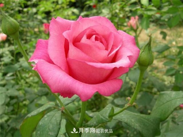 月季花除了觀賞，還有這些價(jià)值，但是知道的人很少(圖1)