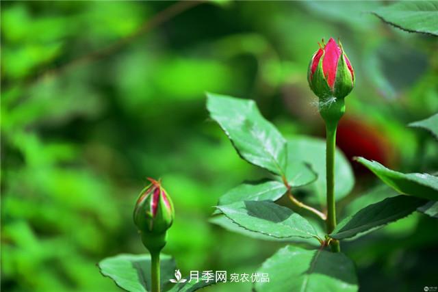 月季花除了觀賞，還有這些價(jià)值，但是知道的人很少(圖2)