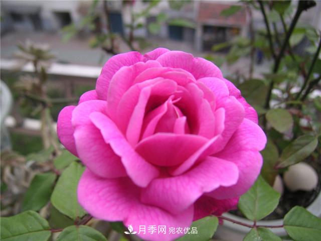 月季花除了觀賞，還有這些價(jià)值，但是知道的人很少(圖3)