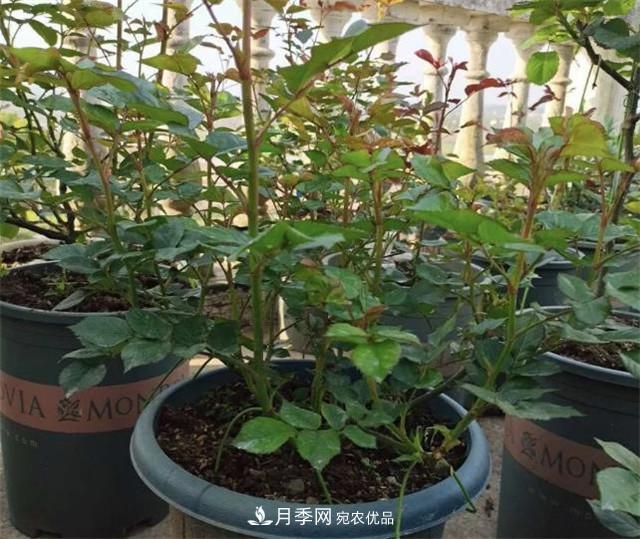 月季花除了觀賞，還有這些價(jià)值，但是知道的人很少(圖4)