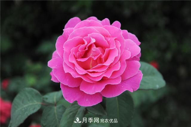 月季花除了觀賞，還有這些價(jià)值，但是知道的人很少(圖5)