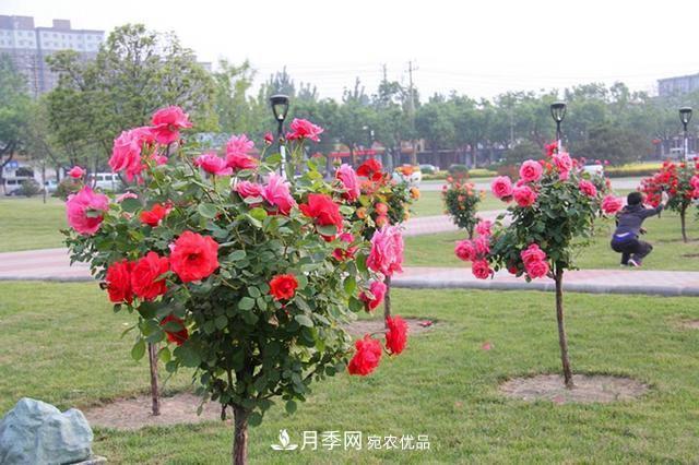 月季樹一年花開200多天，適應(yīng)能力強(qiáng)，適合園林工程和庭院栽種(圖1)