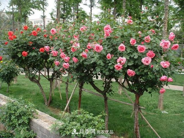 月季養(yǎng)成樹，這種盆景月季樹一年300天開花，很適合懶人養(yǎng)(圖2)