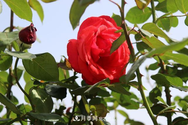 陜西咸陽兩寺渡公園百畝“月季樹”絢爛綻放惹人愛！(圖2)