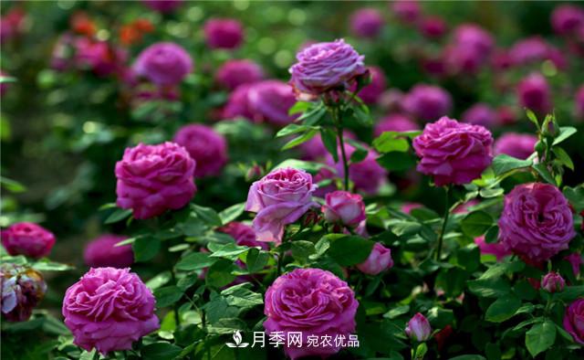 哪些月季花品種是花友必備的？(圖2)