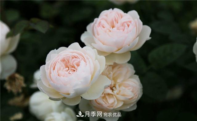 哪些月季花品種是花友必備的？(圖1)