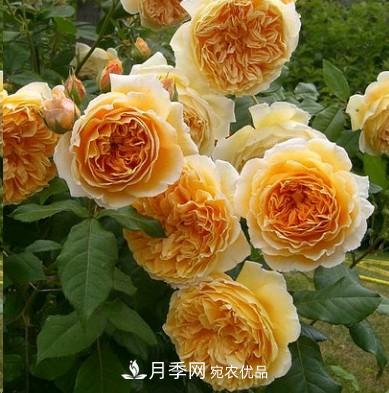 盤點各國的灌木月季品種，哪些是不可錯過的經(jīng)典品種！(圖2)