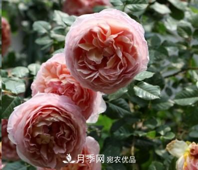 盤點各國的灌木月季品種，哪些是不可錯過的經(jīng)典品種！(圖1)