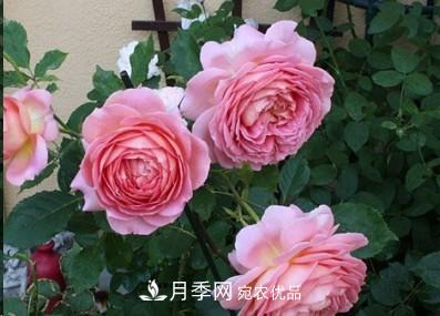 盤點各國的灌木月季品種，哪些是不可錯過的經(jīng)典品種！(圖4)