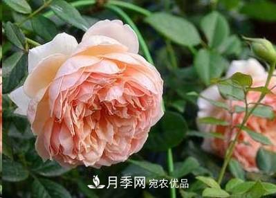 盤點各國的灌木月季品種，哪些是不可錯過的經(jīng)典品種！(圖5)
