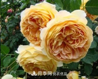 盤點各國的灌木月季品種，哪些是不可錯過的經(jīng)典品種！(圖3)