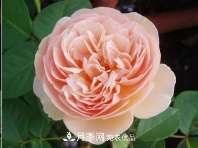 盤點各國的灌木月季品種，哪些是不可錯過的經(jīng)典品種！(圖7)