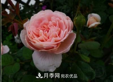 盤點各國的灌木月季品種，哪些是不可錯過的經(jīng)典品種！(圖9)