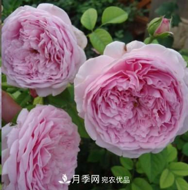 盤點各國的灌木月季品種，哪些是不可錯過的經(jīng)典品種！(圖8)