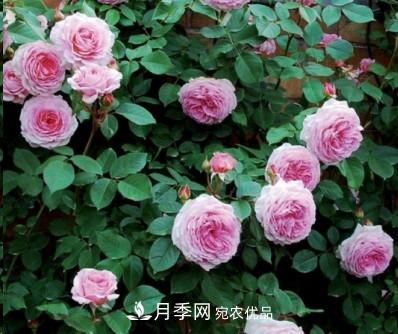盤點各國的灌木月季品種，哪些是不可錯過的經(jīng)典品種！(圖10)