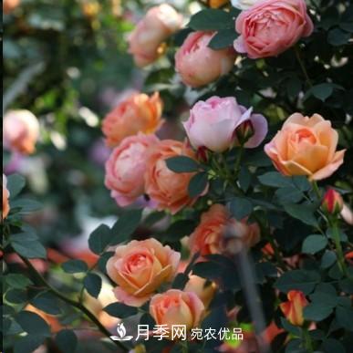 盤點各國的灌木月季品種，哪些是不可錯過的經(jīng)典品種！(圖11)