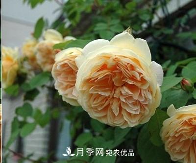 盤點各國的灌木月季品種，哪些是不可錯過的經(jīng)典品種！(圖12)