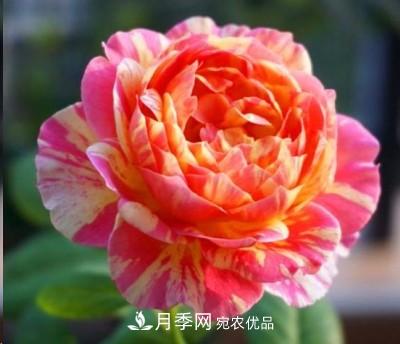 盤點各國的灌木月季品種，哪些是不可錯過的經(jīng)典品種！(圖15)