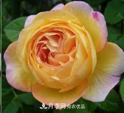 盤點各國的灌木月季品種，哪些是不可錯過的經(jīng)典品種！(圖14)
