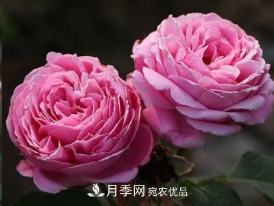 盤點各國的灌木月季品種，哪些是不可錯過的經(jīng)典品種！(圖17)