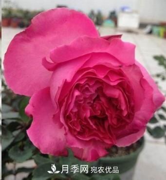 盤點各國的灌木月季品種，哪些是不可錯過的經(jīng)典品種！(圖16)