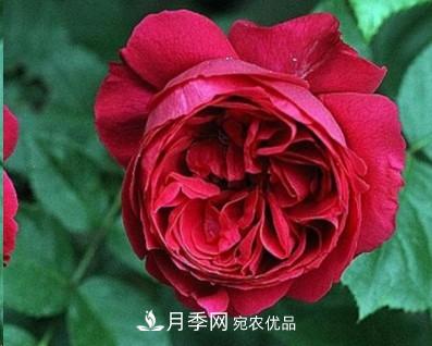 盤點各國的灌木月季品種，哪些是不可錯過的經(jīng)典品種！(圖18)