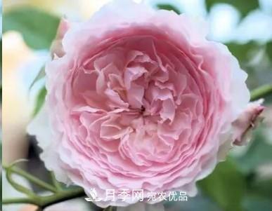 盤點各國的灌木月季品種，哪些是不可錯過的經(jīng)典品種！(圖20)
