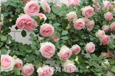 盤點各國的灌木月季品種，哪些是不可錯過的經(jīng)典品種！(圖19)