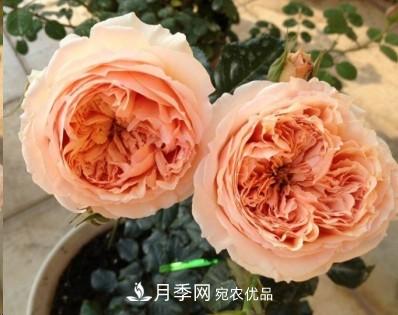 盤點各國的灌木月季品種，哪些是不可錯過的經(jīng)典品種！(圖23)