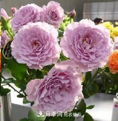 盤點各國的灌木月季品種，哪些是不可錯過的經(jīng)典品種！(圖22)