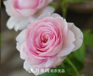 盤點各國的灌木月季品種，哪些是不可錯過的經(jīng)典品種！(圖25)